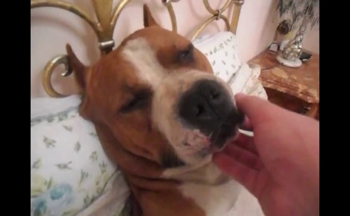 Ce pitbull est un homme, un vrai : il ronfle et dort sur le dos dans un lit!