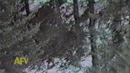 Un chien attrape un puma par la queue alors qu'il tente de s'échapper en grimpant à l'arbre!