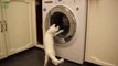 Chats vs machine à laver - Compilation d'animaux marrant 2014