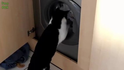 下载视频: Hilarious Cats vs Washing Machines - Pet Compilation 2014