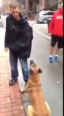 Un chien qui protège très bien son maître