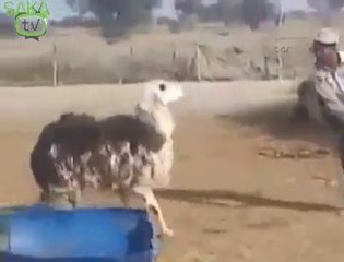 Koyunun İntikamı Acı Oldu