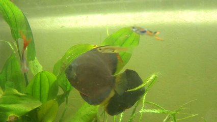 Alevins discus