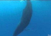 Up-Close Caribbean Encounter With a Sleeping Humpback Whale