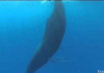Up-Close Caribbean Encounter With a Sleeping Humpback Whale