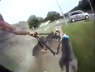 Quand je promène mes chiens en skate