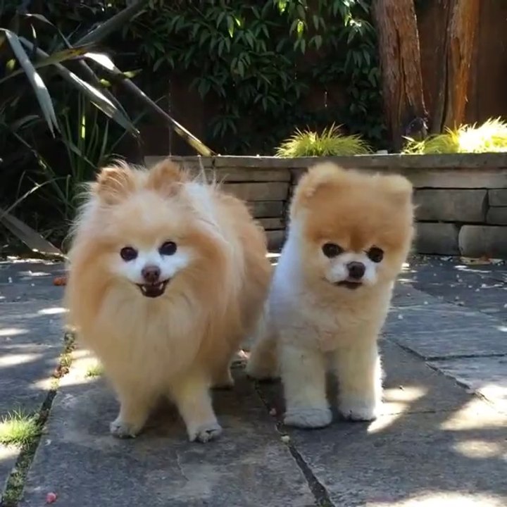 Je veux absolument les mêmes chiens, trop chou !
