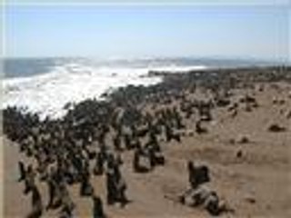 موسم حصاد الفقمة في ناميبيا