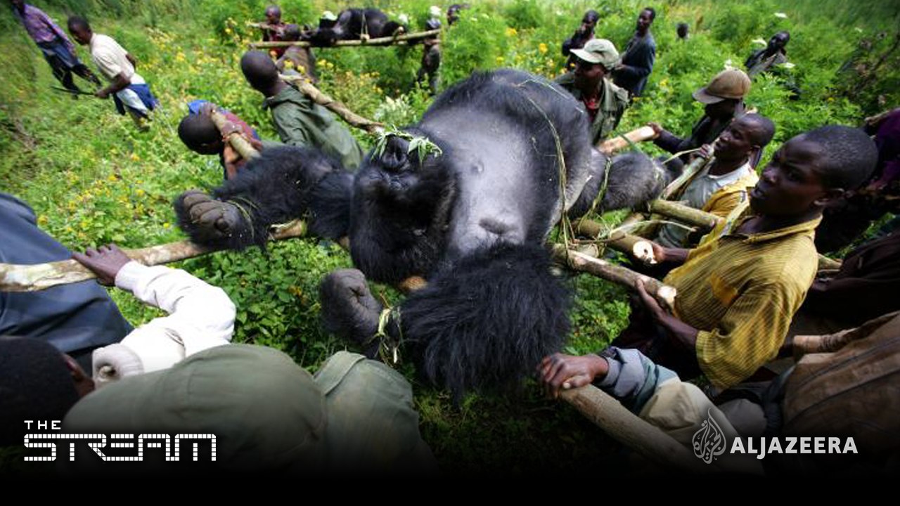A world without wildlife? – Highlights