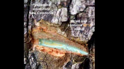 How Metal-Eating Plants 'Mine' Toxic Pollution From Soil