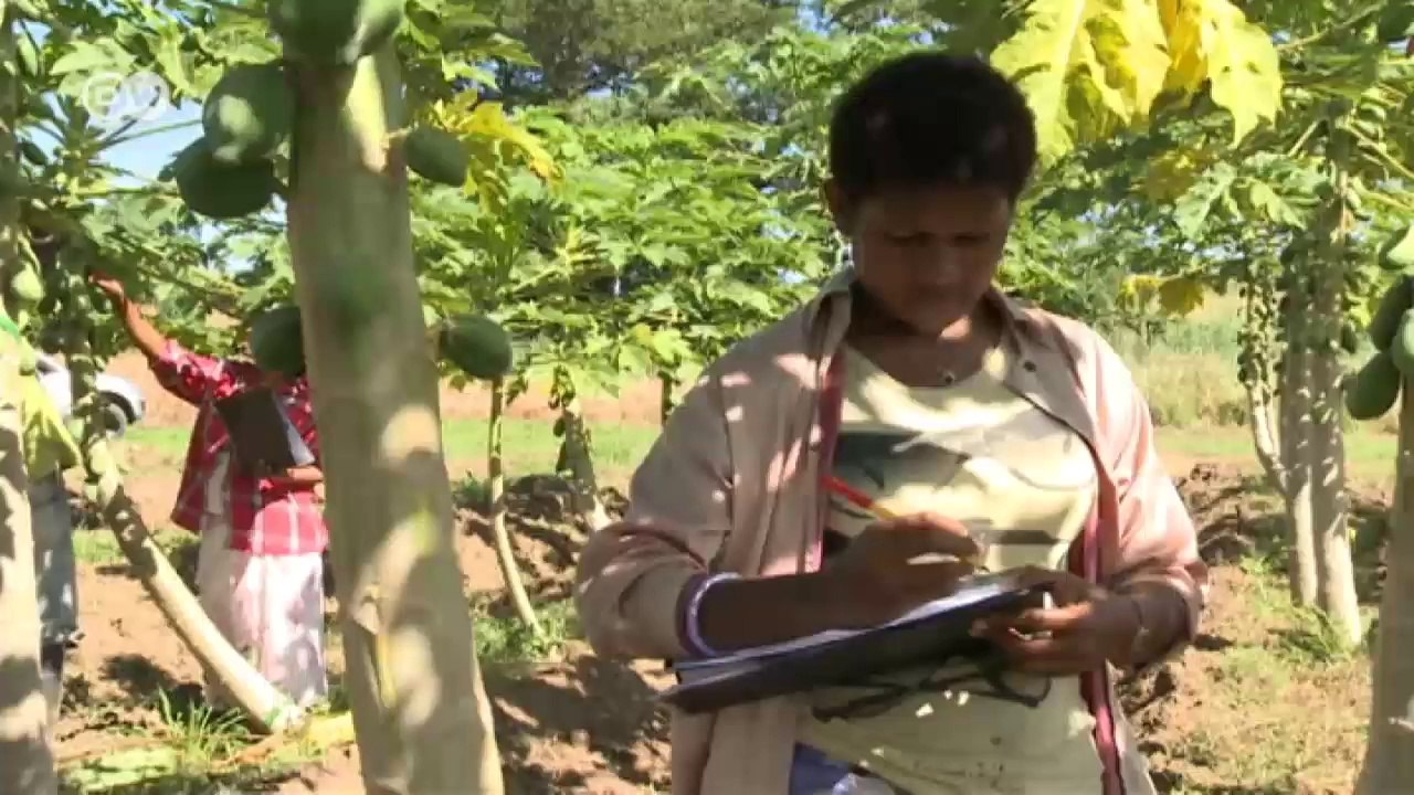 Fidschi: mehr einkommen durch bio-früchte | global 3000