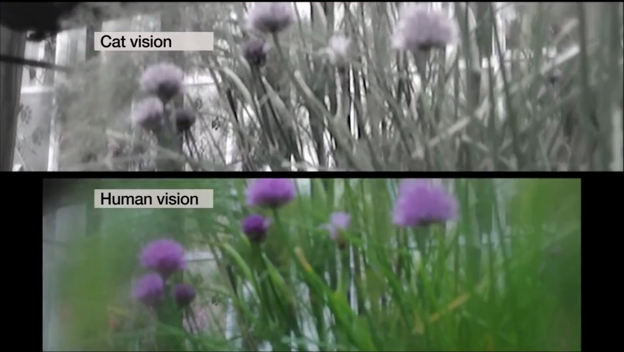 Comment voit un chat - Vidéo Dailymotion