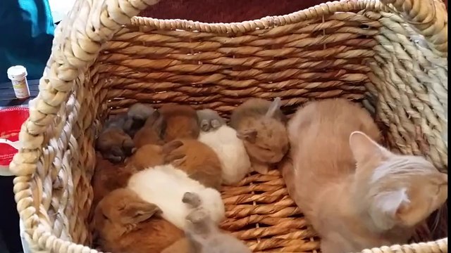 Kitten Hops In Basket Full Of Baby Bunnies