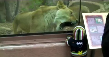 Cam Arkasından Bebeği Yemeye Çalışan Aslan