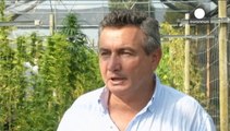 Farmers look to cash in on Italy's 2015 medical marijuana law as state tries to keep control of market
