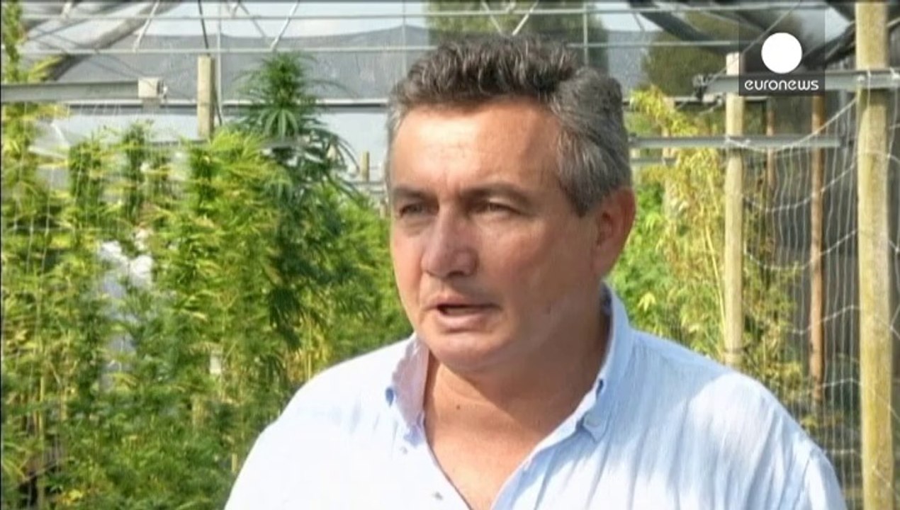 Farmers look to cash in on Italy's 2015 medical marijuana law as state tries to keep control of market