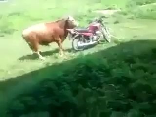 Un taureau tente se s'accoupler avec une moto et va se rater