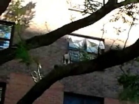 Hawk Eating A Rat In Wagner Houses of NYCHA - East Harlem New York City (Music Version) by William T