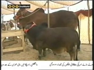 Eid al-Adha Qurbani of a Bull Whose Price 20 Lac Rs  - 2014