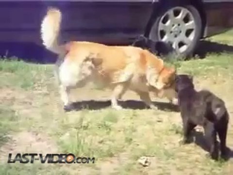 Des chiens séparent 2 chats qui se battent