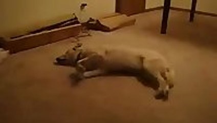 Hilarious dog trying to run while sleeping