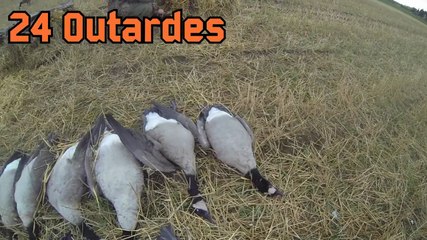 Chasse Outardes 11 Octobre 2014