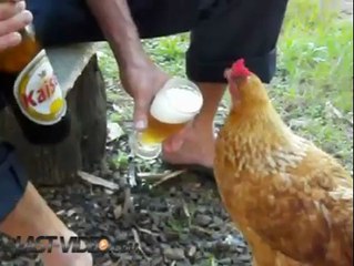 Il fait boire de la bierre a une poule