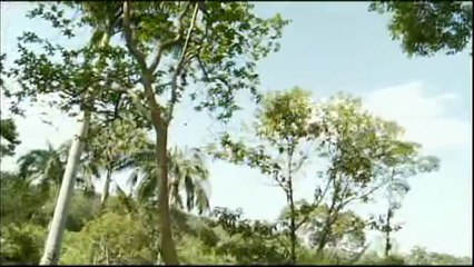 Palmito de Pupunha - Santa Catarina - Sábados Azuis