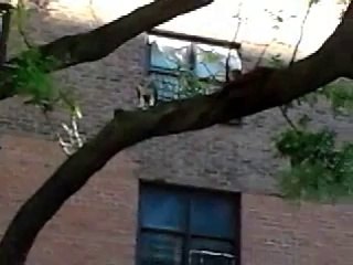 Hawk Eating A Rat Wagner Houses of NYCHA  East Harlem (Non-Music Version) by William T