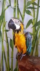 Shaking the water off in slow mo