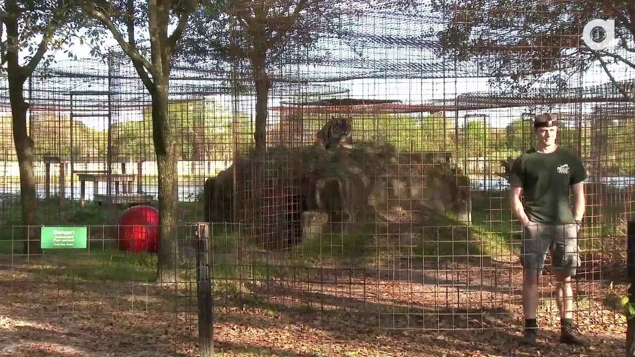 Büyük Kedilerin Arkasını Dönen İnsanlara Verdiği Tepkiler