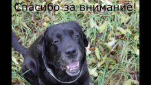 Брюс