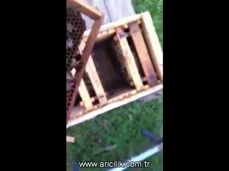 Arıcılık ve iki ana arılı kovan