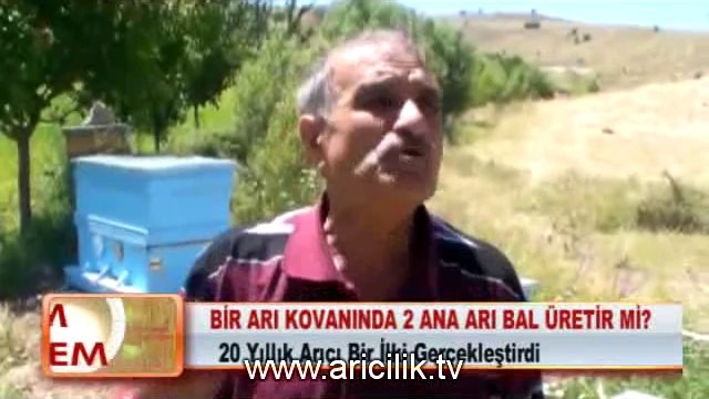 BİR ARI KOVANINDA 2 ANA ARI BAL ÜRETİR Mİ__2