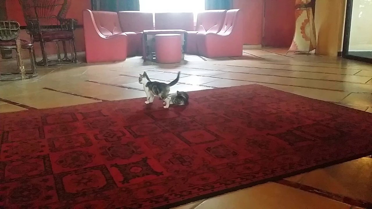 Fighting kittens