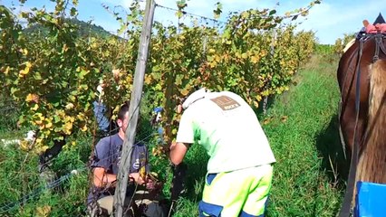 vendanges 2014