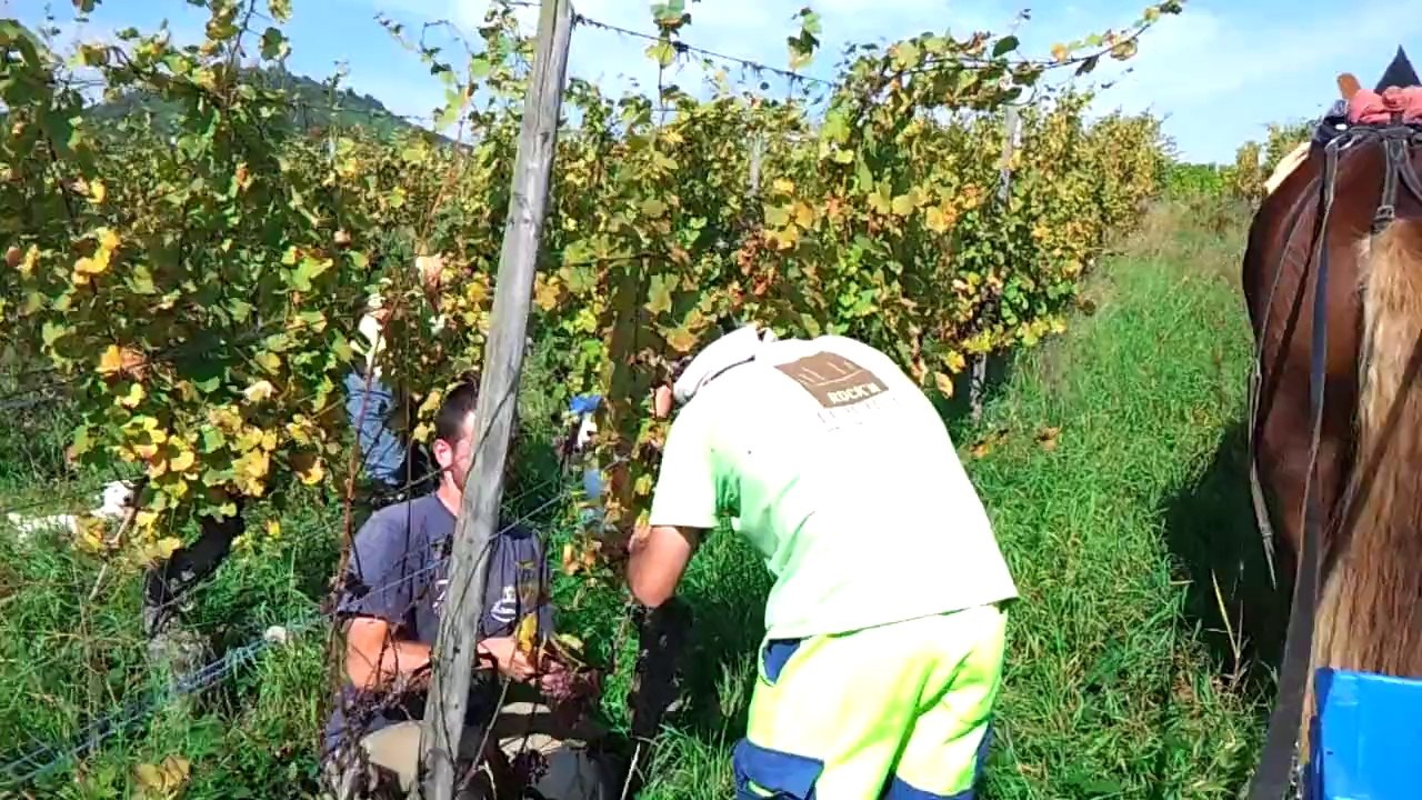 vendanges 2014