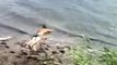 Drunk Russian guy dives into a lake (or on its shore…)