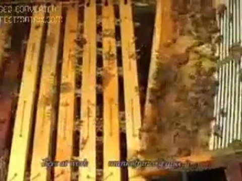 ana arının kafese tutulması