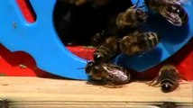 ana arının kovan önündeki hareketleri