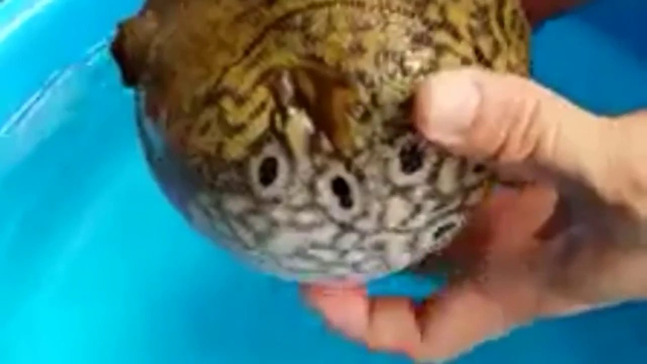 Balıktan İlginç Kamuflaj