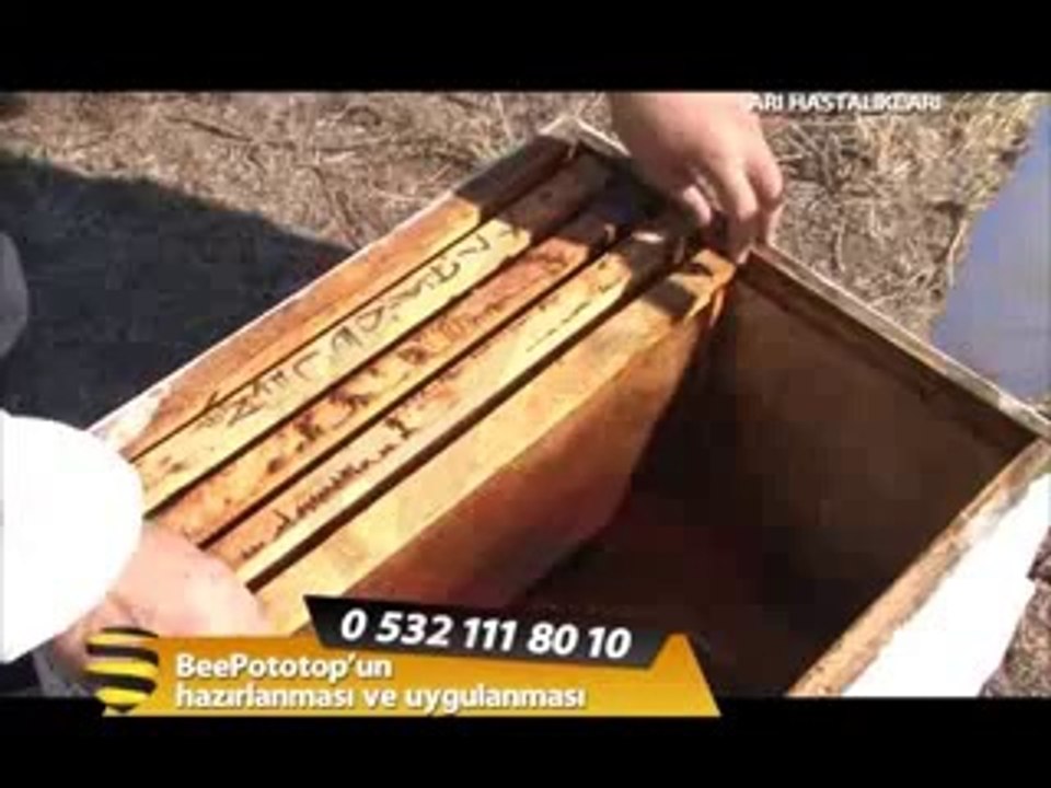 Arı Hastalıkları ve Zararlıları