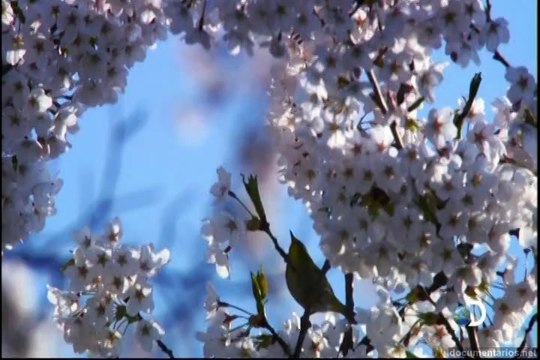 Ilhas indômitas - Japão: Ilhas dos extremos