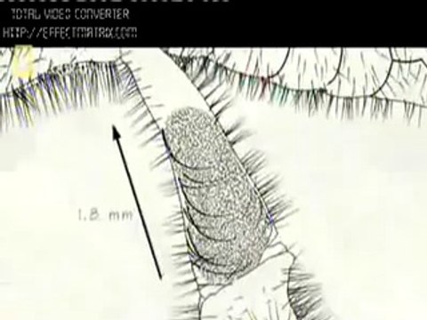 Arı Ve Arıcılık Hizmetleri'nin Videoları BAL ARILARININ MUHTEŞEM TASARIMLARI