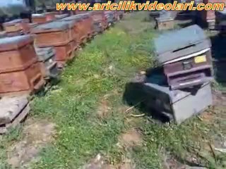 Arı aktarımı Ful Yavrulu Çerçev Efraim Korkut (yazılı)