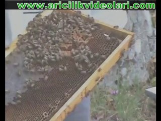 arı bakımı ballı baba