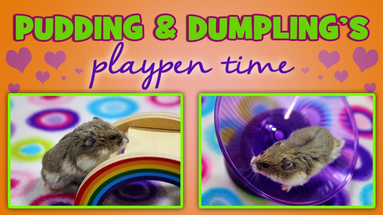 PUDDING & DUMPLING's Playpen Time!