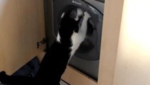 Funny Cats vs Washing Machines