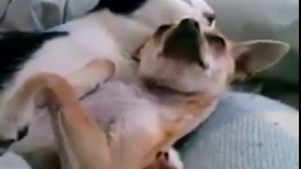 Kedinin Köpeğe Olan Tarifsiz Aşkı