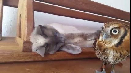 Kedi ve Baykuşun Dostluğu